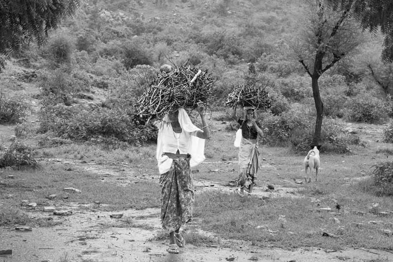 Fetching firewood from Bhairon Dev public sanctuary – a forest restored and conserved through community participation - in Bhaonta–Koylala village, district Alwar, Rajasthan